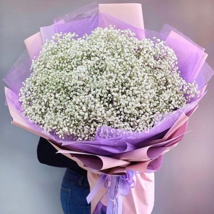 Облако белых гипсофил в Петрозаводске