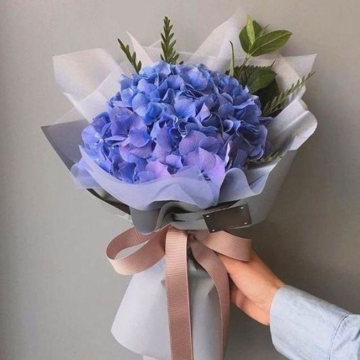 Гортензия голубая в Петрозаводске