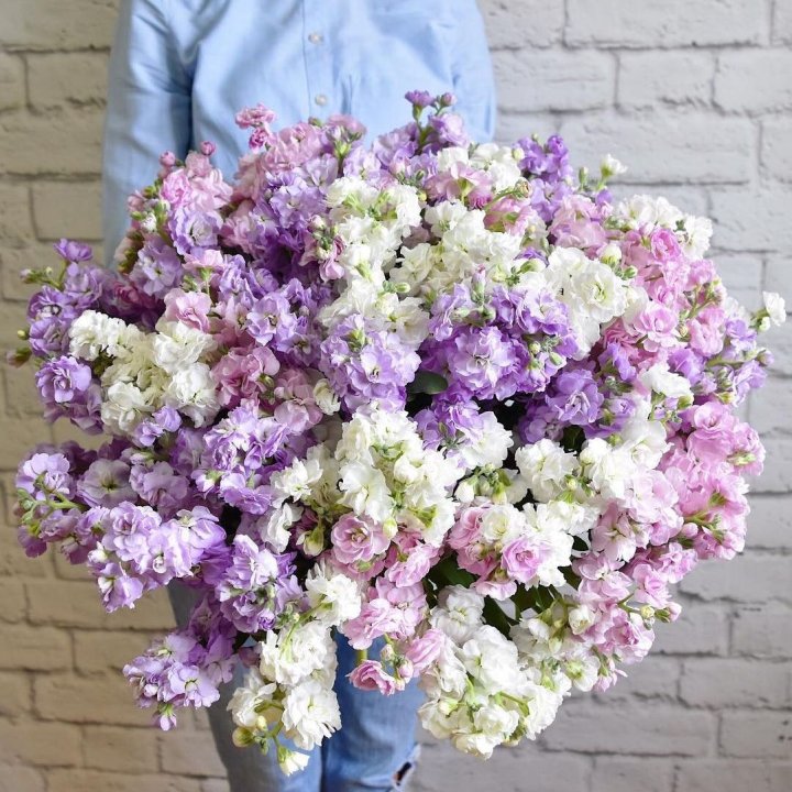 Облако маттиол в Петрозаводске