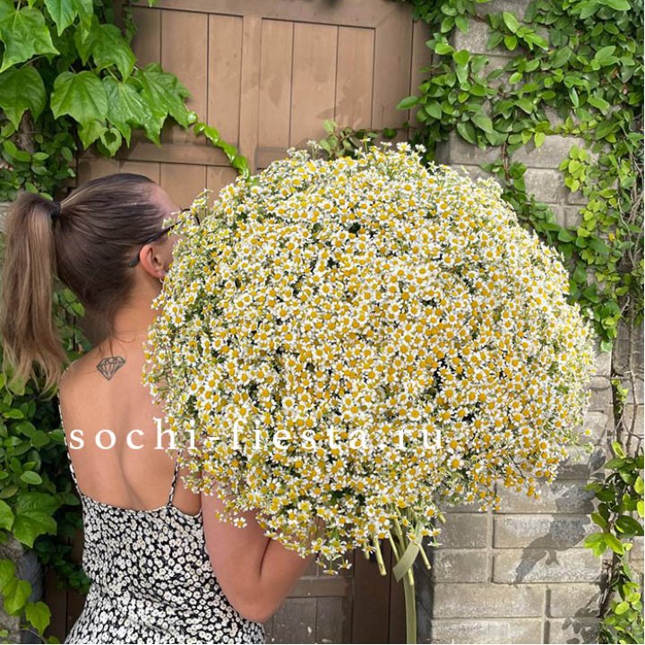 101 ромашка в Петрозаводске