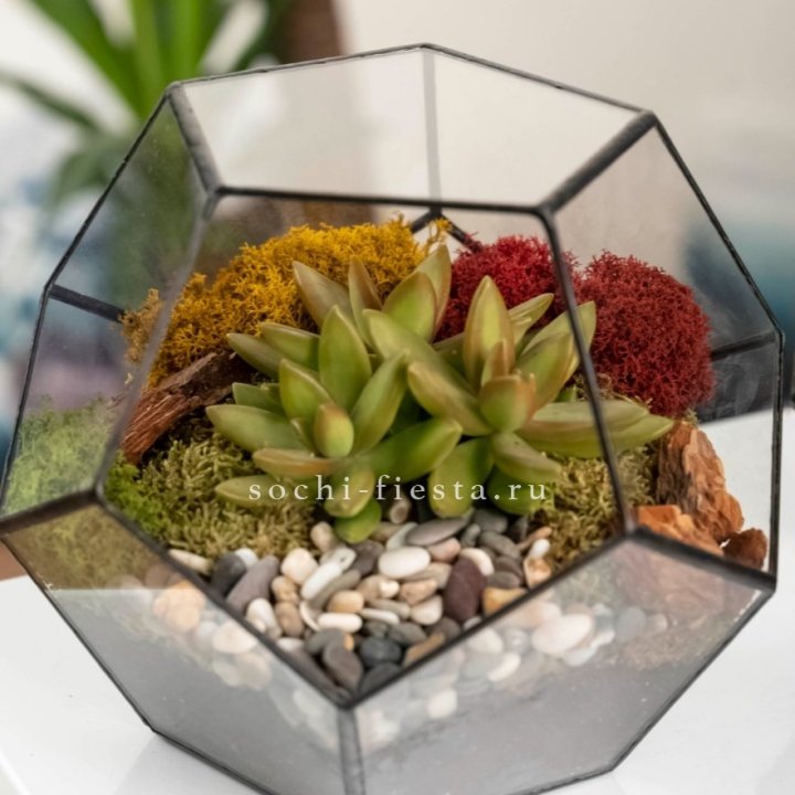 Флорариум “Додекаэдр” с суккулентом Седум в Петрозаводске