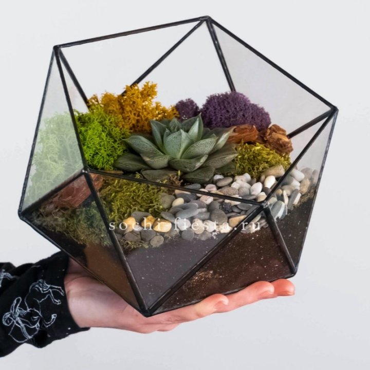 Флорариум “Икосаэдр” с суккулентом Каменная Роза в Петрозаводске