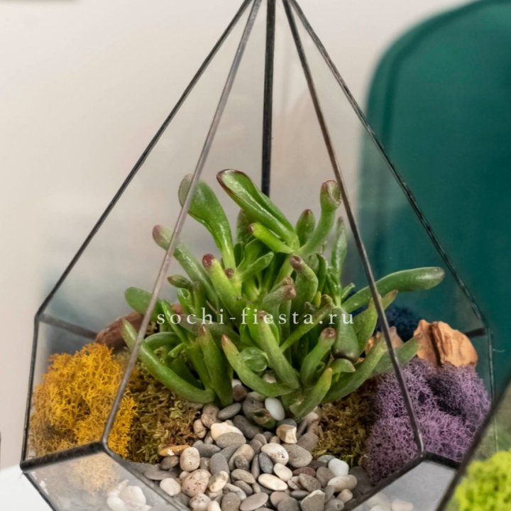Флорариум “Капля” с суккулентом Крассула Хоббит в Петрозаводске