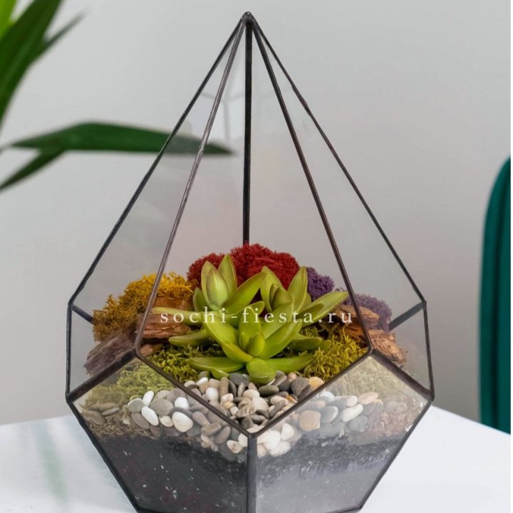 Флорариум Капля с суккулентом в Петрозаводске