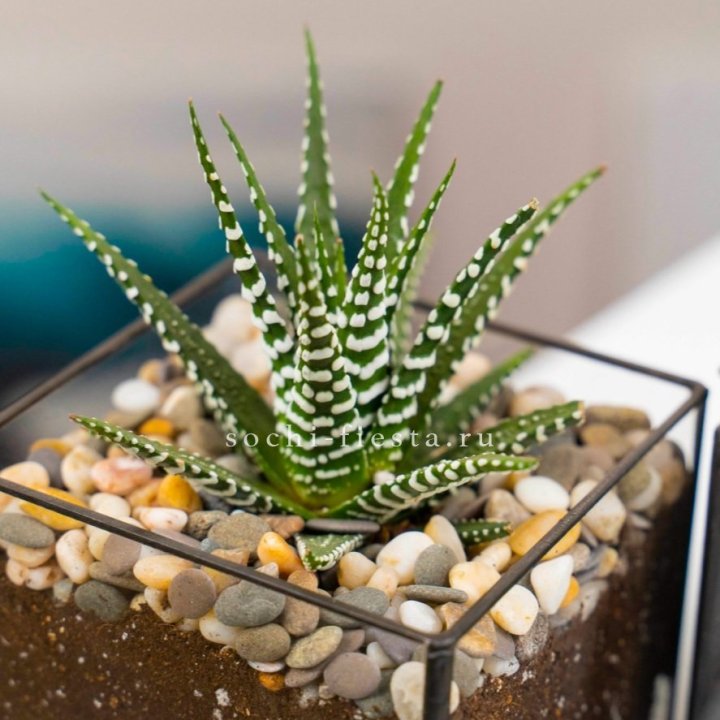 Флорариум Кубик с суккулентом Хавортия в Петрозаводске