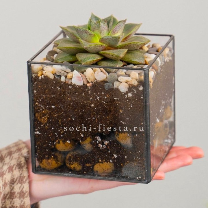 Флорариум Кубик с суккулентом Каменная роза в Петрозаводске