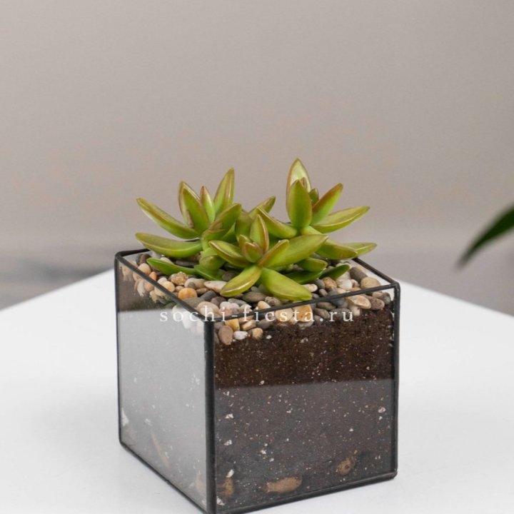 Флорариум Кубик с суккулентом Седум в Петрозаводске