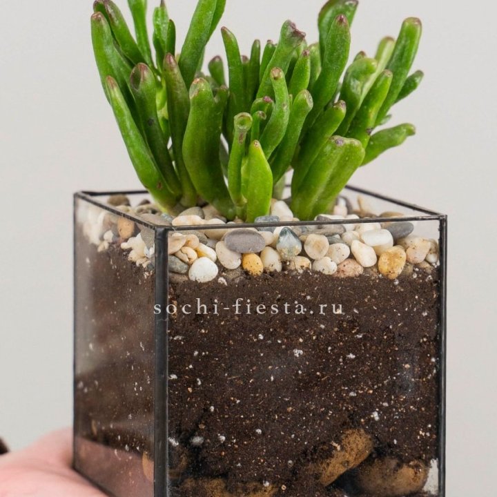 Флорариум Кубик с суккулентом Хоббит в Петрозаводске