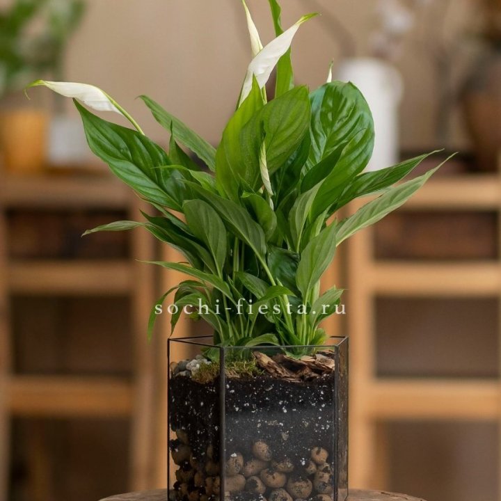Спатифиллум в кашпо Пятиугольник в Петрозаводске
