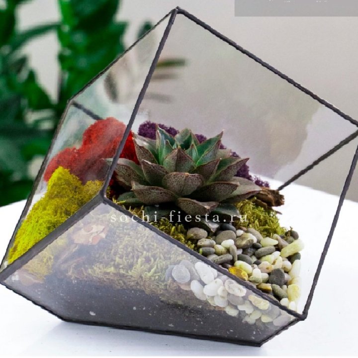 Флорариум Куб усеченный с суккулентом Каменная роза в Петрозаводске