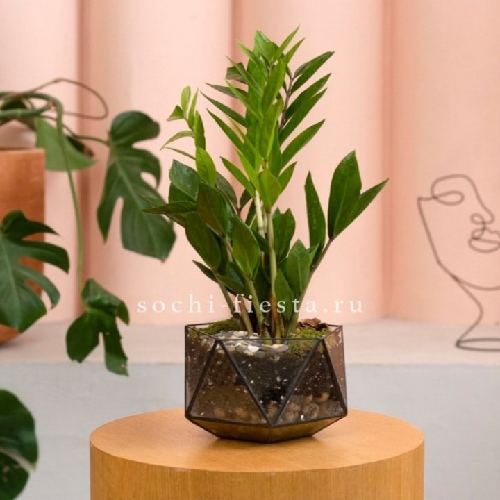 Замиокулькас в кашпо Икосаедр в Петрозаводске