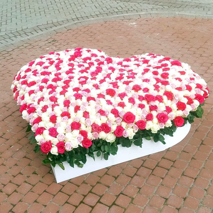 555 роза  в Петрозаводске