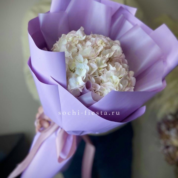 Гортензия розовая в Петрозаводске