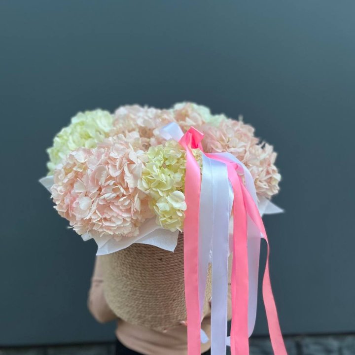 7 гортензий в кашпо в Петрозаводске