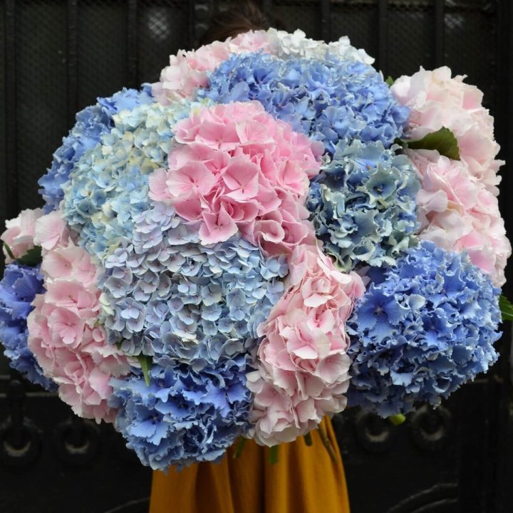 Букет гортензий "Фонтан" в Петрозаводске