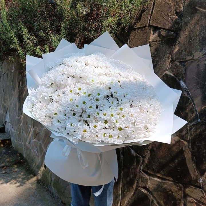 Облако хризантем №2 в Петрозаводске