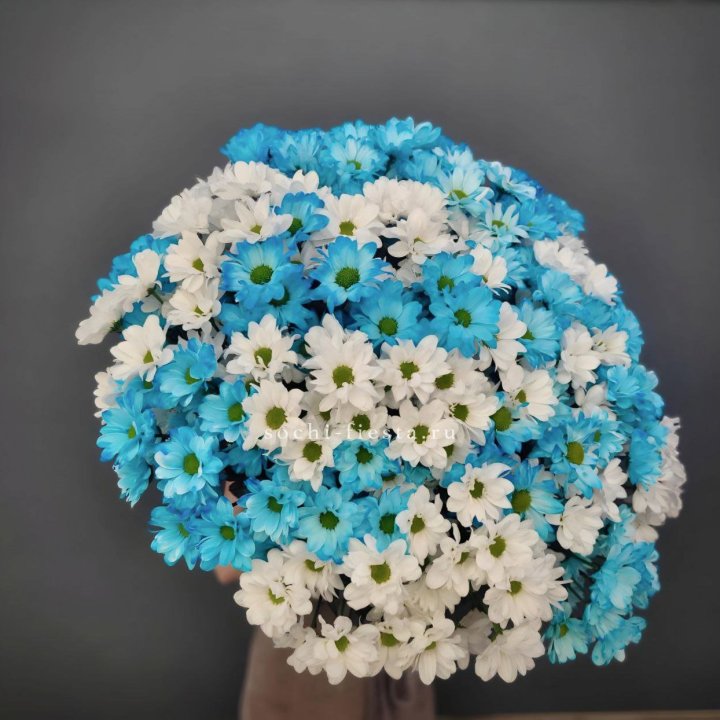  Букет хризантем микс в Петрозаводске