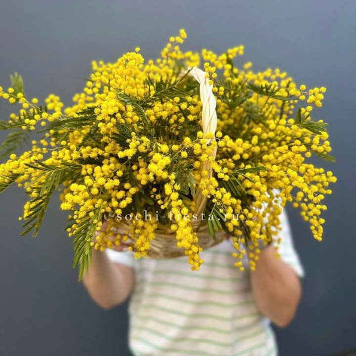 Весенняя корзина мимозы в Петрозаводске
