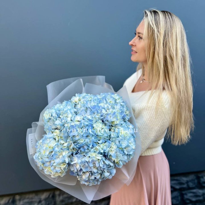 7 голубых гортензий в Петрозаводске