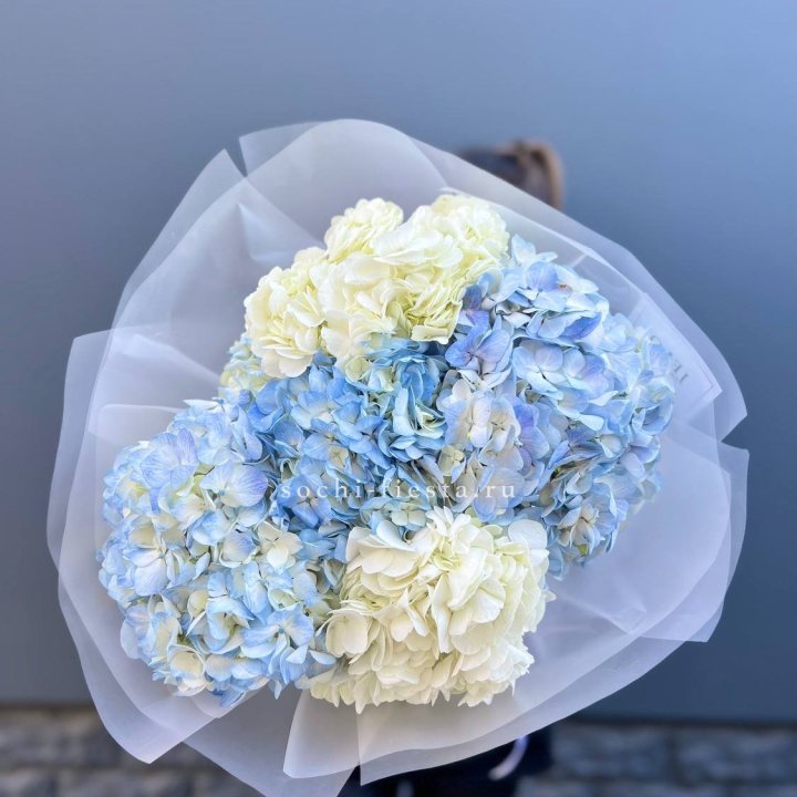 5 бело-голубых гортензий в Петрозаводске