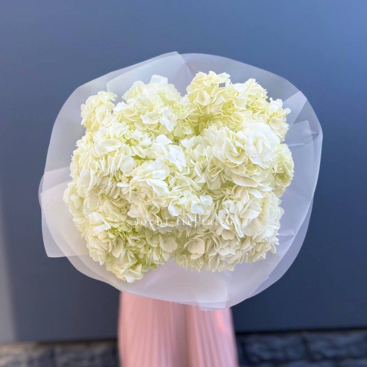 7 белых гортензий в Петрозаводске