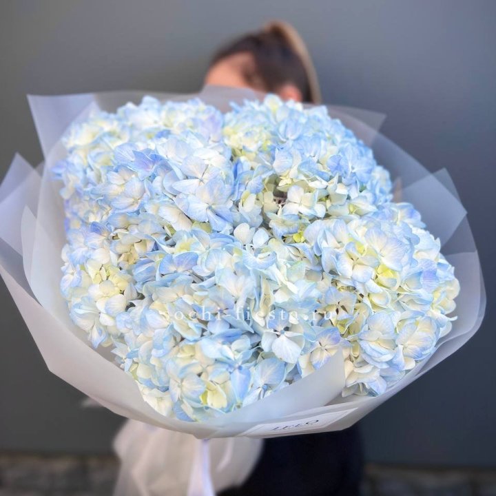 5 голубых гортензий в Петрозаводске