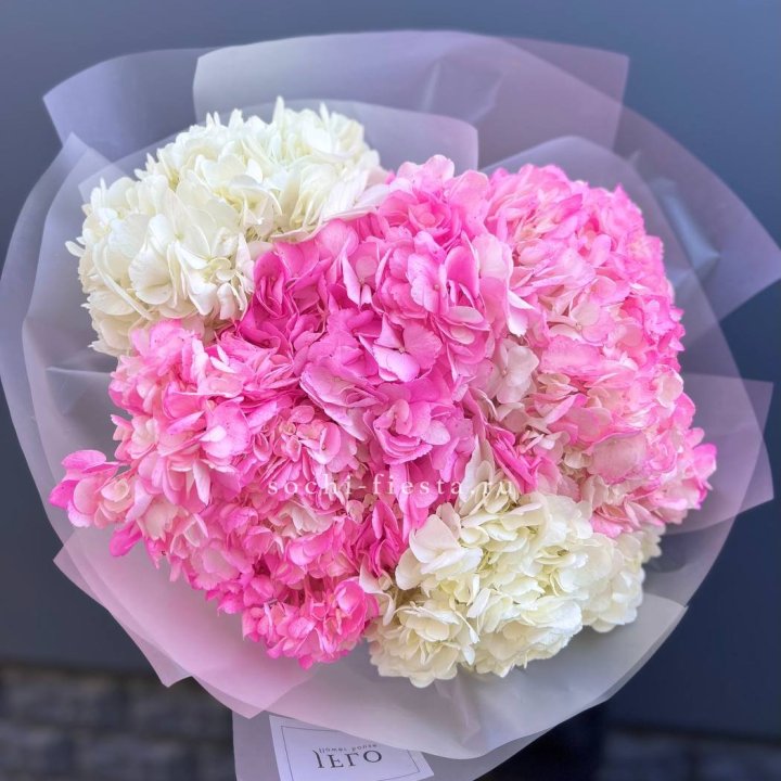 5 бело-розовых гортензий в Петрозаводске