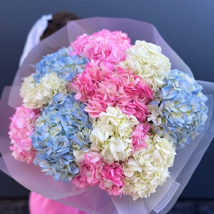 11 гортензий микс в Петрозаводске