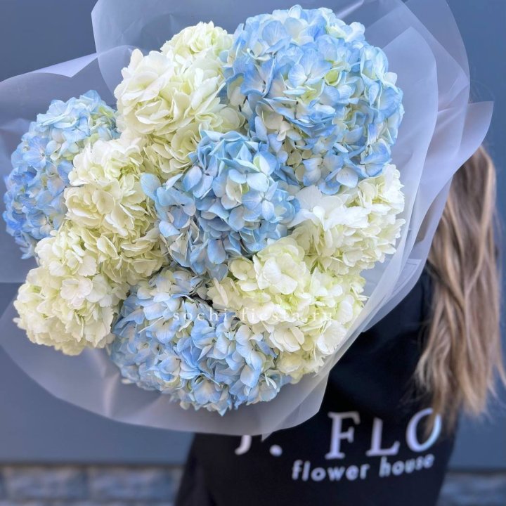 9 бело-голубых гортензий в Петрозаводске