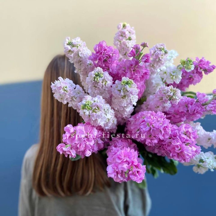 Охапка маттиолы в Петрозаводске