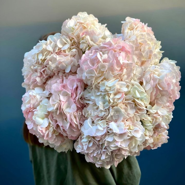 Охапка розовой гортензии в Петрозаводске