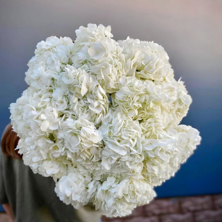Охапка белой гортензии в Петрозаводске