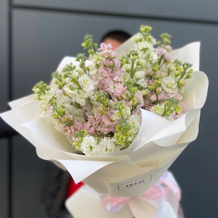 29 маттиол  в Петрозаводске