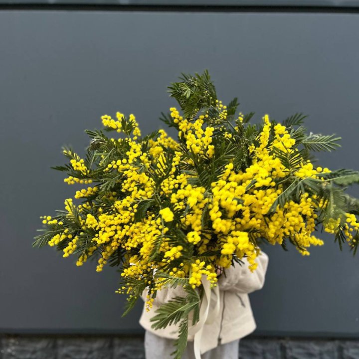 Охопка мимозы в Петрозаводске