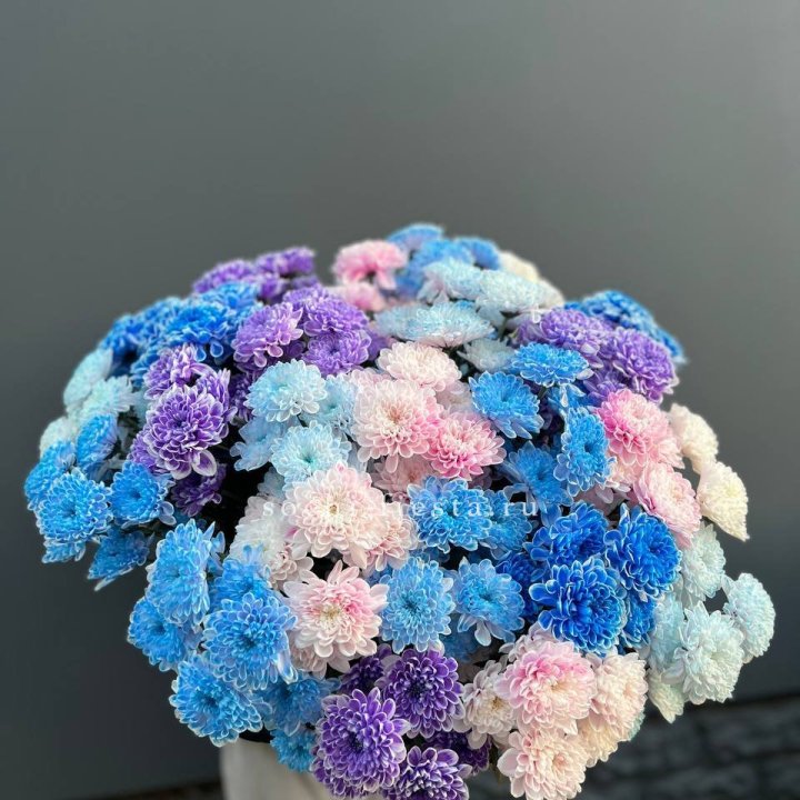 25 цветных хризантем в Петрозаводске