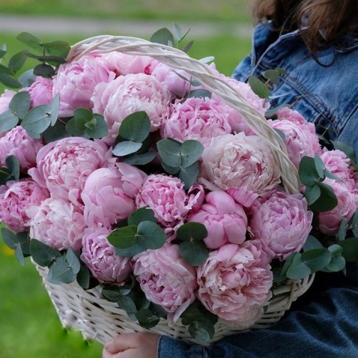 51 пион в корзине в Петрозаводске