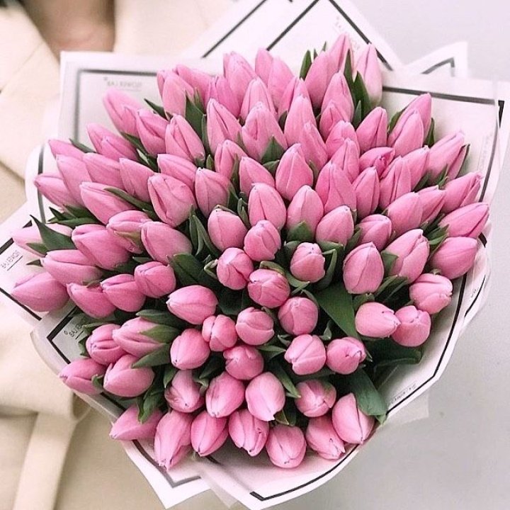 101 розовый тюльпан в белом в Петрозаводске