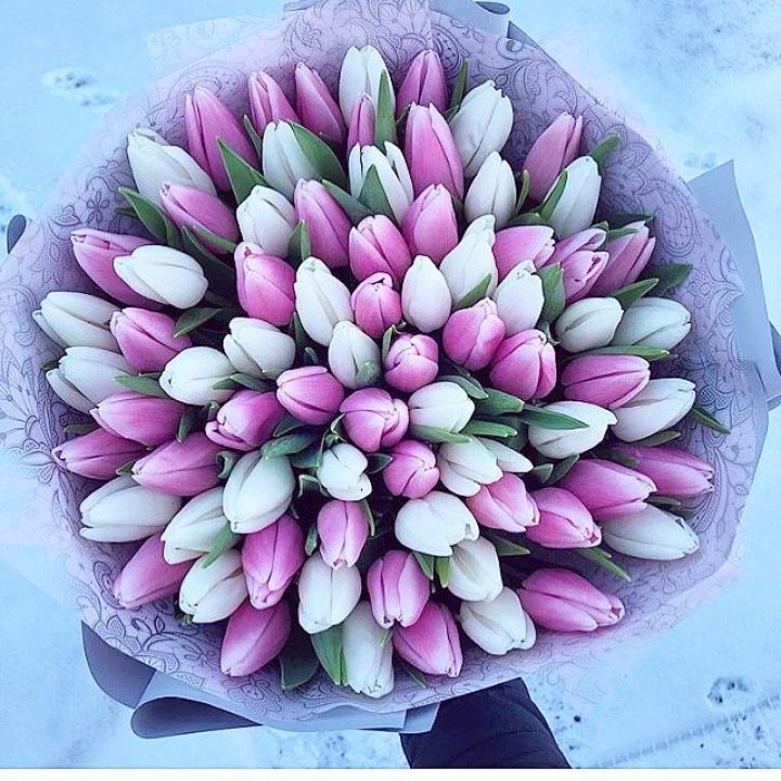 101 тюльпан "Лолипоп" в Петрозаводске