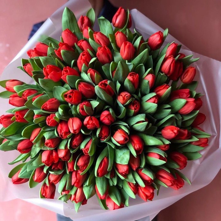 101 красный тюльпан в Петрозаводске